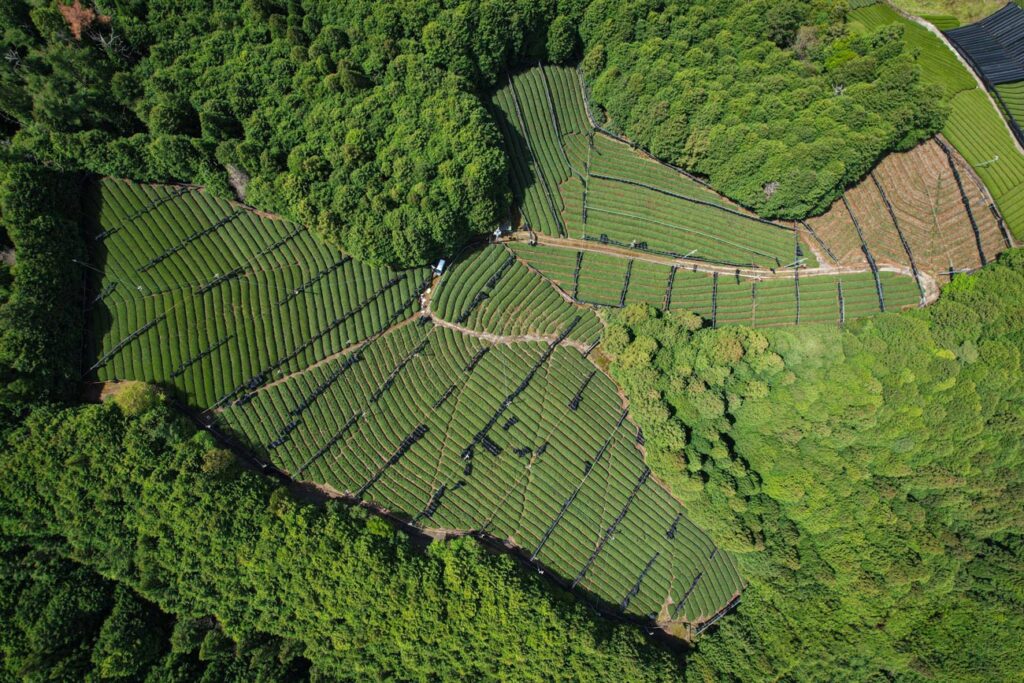 Luftaufnahme einer terrassenförmig angelegten Teeplantage inmitten dichter grüner Wälder. Nachhaltiger Teeanbau in Japan, der die Philosophie von iūgen unterstreicht.