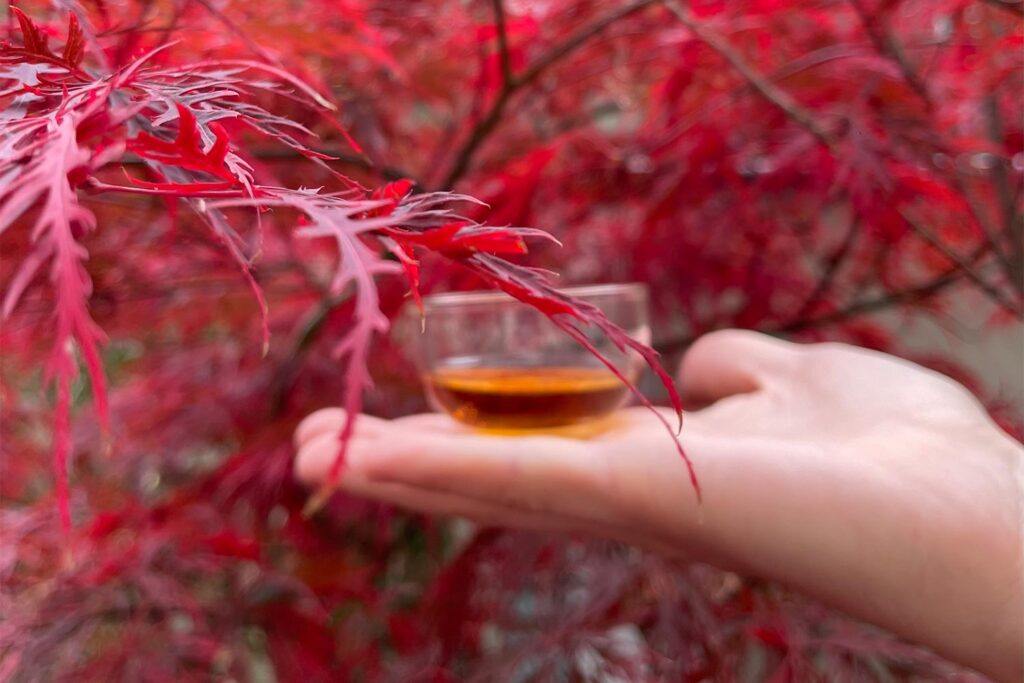 Hand hält ein kleines Glas mit bernsteinfarbenem Tee vor roten Ahornblättern im Hintergrund.