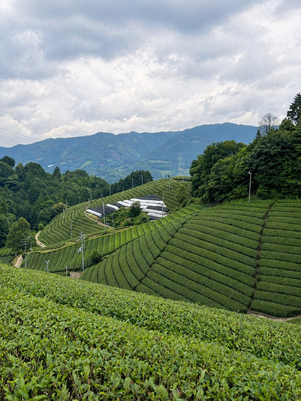 Teefeld in Japan, die Landschaft ist bergig, es ist Frühling oder Sommer, die Teefelder sind saftig grün